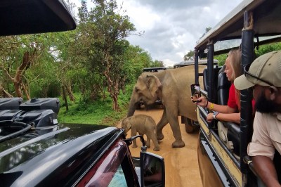 Yala safari