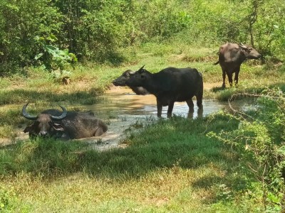 Yala safari