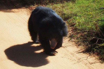 Yala safari